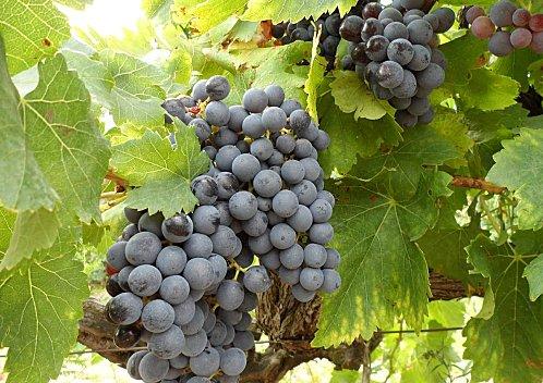 Grenache-aout-2012.JPG