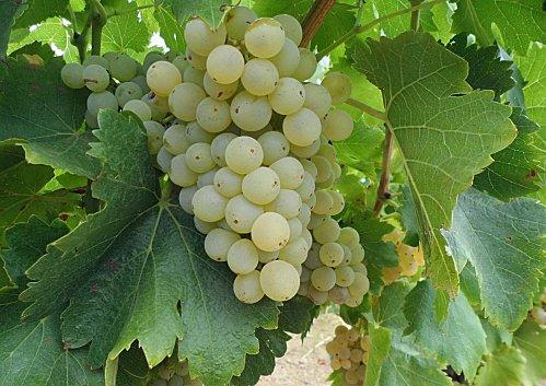 Grenache-Blanc-2012.JPG