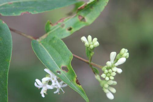 3 heptacodium romilly 30 août 2012 021.jpg