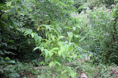 1 heptacodium romilly 30 août 2012 019.jpg