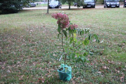 heptacodium barres 8 oct 2011 182.jpg