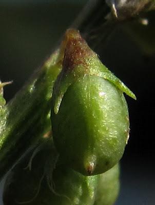 Au bord du chemin (13) : deux Molènes et un Mélilot