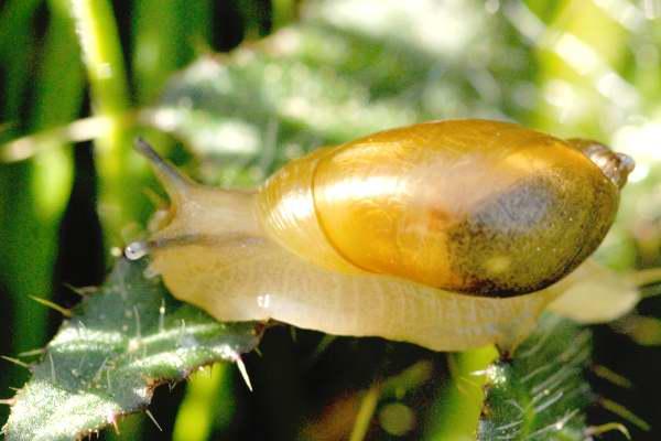 Succinea putris, avant zombification