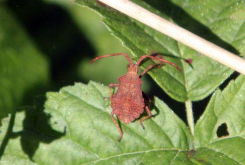 1 coreus romilly 26 août 2012 013.jpg