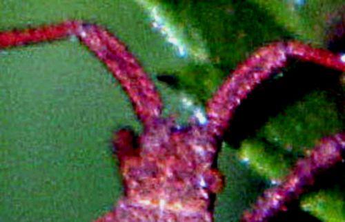 5 coreus cornes romilly 26 août 2012 p013.jpg