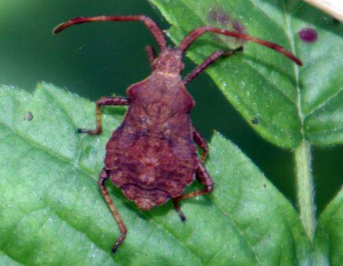 2 coreus rec romilly 26 août 2012 016.jpg