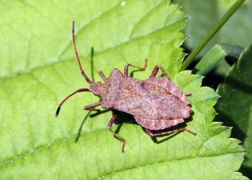 3 coreus romi 30 mai 2012 056 (2).jpg