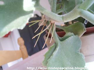 Comment être (encore) surpris par les plantes !