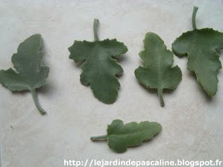 Comment être (encore) surpris par les plantes !