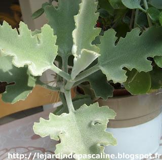 Comment être (encore) surpris par les plantes !