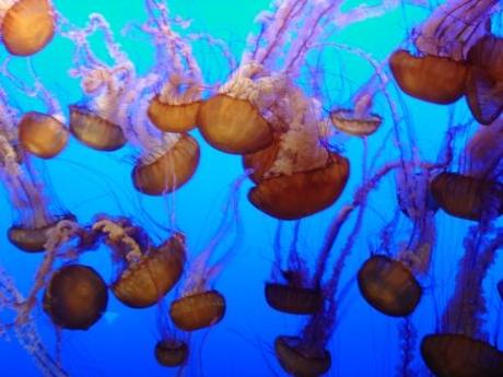 jellyfish, méduse, aquarium