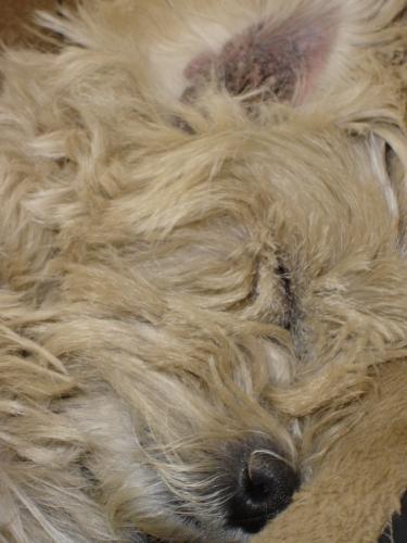 chien, westie, endormi