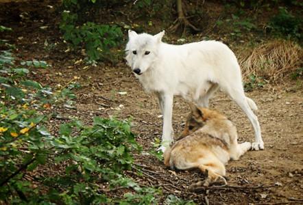 loup du canada