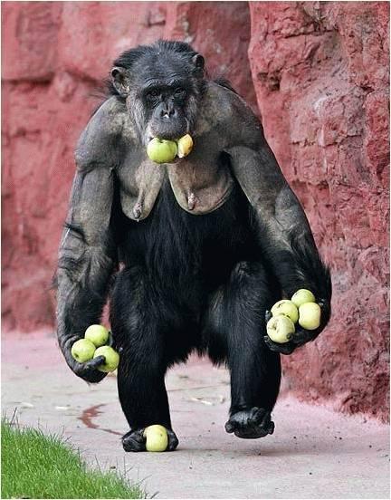 gorille ramasseur de pommes