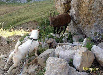 lac de peyre,col de la colombière,haute-savoie,chamois,rando,dénivelé