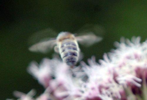 7 abeille romilly 16 août 2012 005.jpg