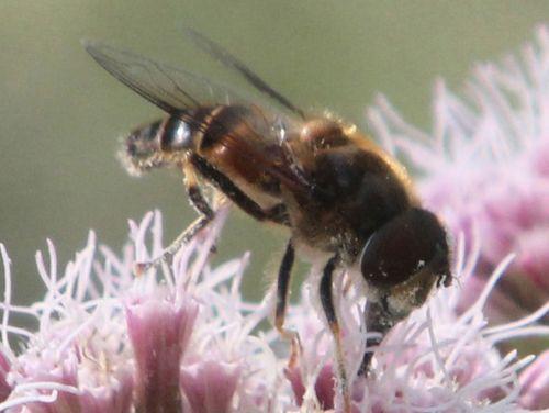 5 abeille près romilly 26 août 2012 040.jpg