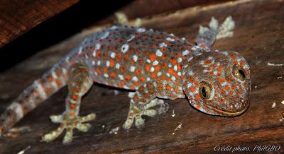 Le Gecko tokay, le mal aimé des touristes [HD]