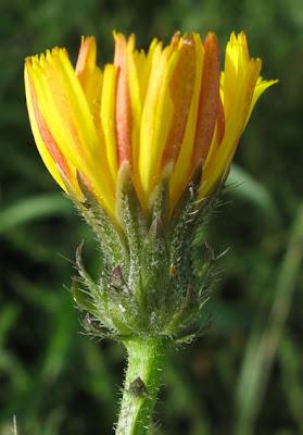 Picris hieracioides, Picris fausse-épervière