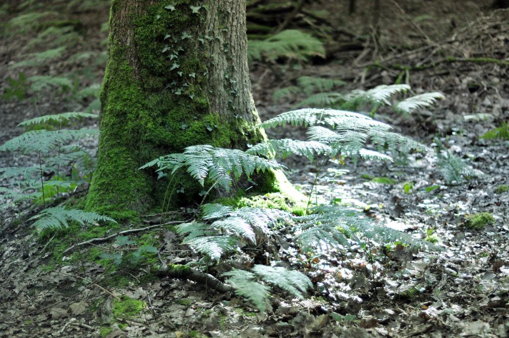 Cabane Perle, une nuit dans les arbres ♥