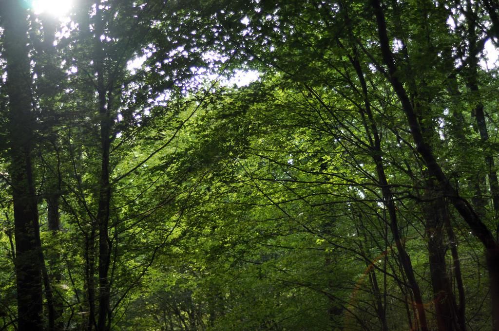 Cabane Perle, une nuit dans les arbres ♥