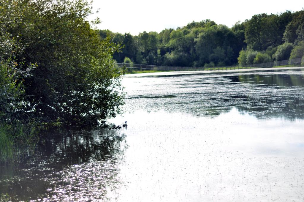 Cabane Perle, une nuit dans les arbres ♥
