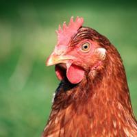 Le poulet : les facettes cachées du low cost Bio