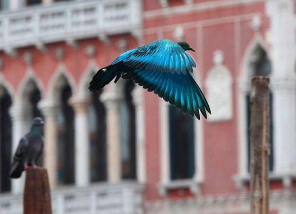 Des pigeons vivants peints à la bombe durant la Biennale de Venise