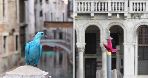 Des pigeons vivants peints à la bombe durant la Biennale de Venise