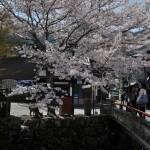 Voyage Japon - Miyajima