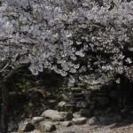 Voyage Japon - Miyajima