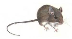 HANTAVIRUS: La DGS propose un bilan et une surveillance aux voyageurs français – DGS