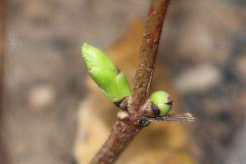 3 tigranii 3 sept 2012 013.jpg