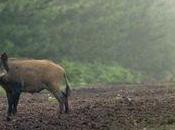 Bavure chasse Chalagnac viandards partout, sécurité nulle part