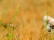 J'ai testé produits Lothantique