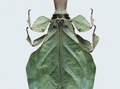Photographies femmes insectes Laurent Seroussi