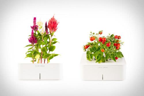 Design et Maîtrise de la Nature : La Click and Grow box