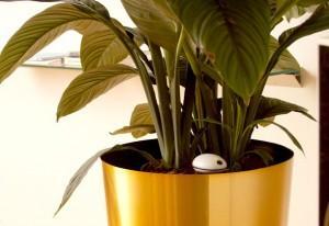 Le WiFi Plant Sensor surveille vos plantes à distance