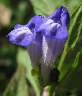 Au bord de l’eau (12) : Scutellaire, Lycope et Myosoton