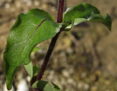 Au bord de l’eau (12) : Scutellaire, Lycope et Myosoton