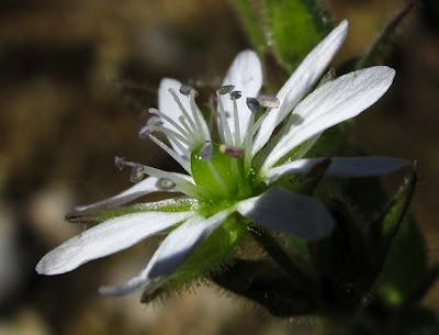Au bord de l’eau (12) : Scutellaire, Lycope et Myosoton