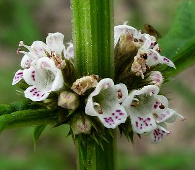 Au bord de l’eau (12) : Scutellaire, Lycope et Myosoton