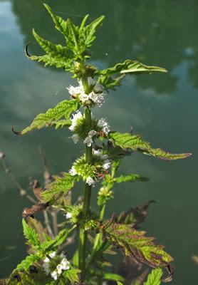 Au bord de l’eau (12) : Scutellaire, Lycope et Myosoton
