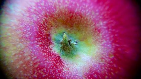 Macro Folie #8 anteketborka.blogspot.com, pomme