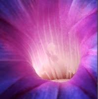 Macro Folie #8 Macro Folie #8