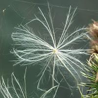 Macro Folie #8 Macro Folie #8