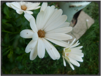 Macro Folie #8 Macro Folie #8