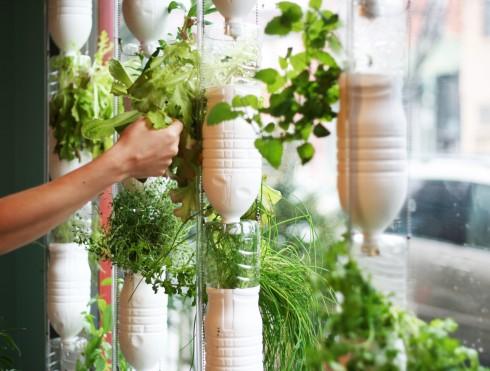 Faire pousser des légumes dans son appartement avec le système des Windowfarms
