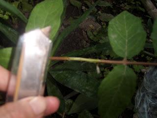 Bouture de Deutzia réussie !!!