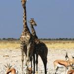 girafe_etosha